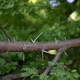...con le sue acuminate spine...